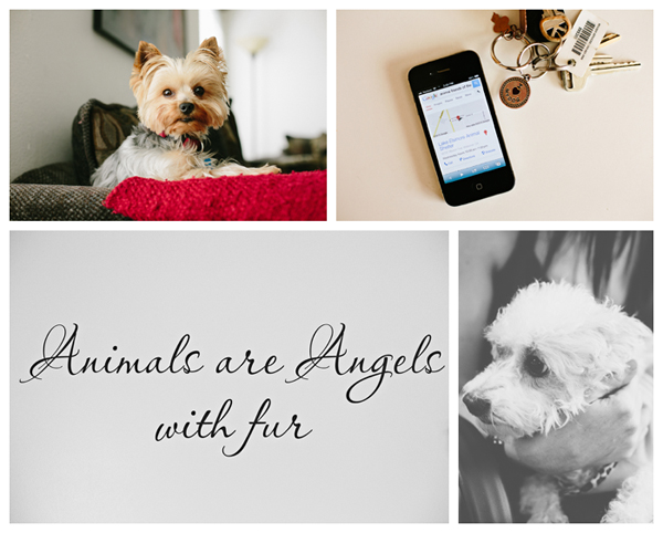 Temecula Dog Photos